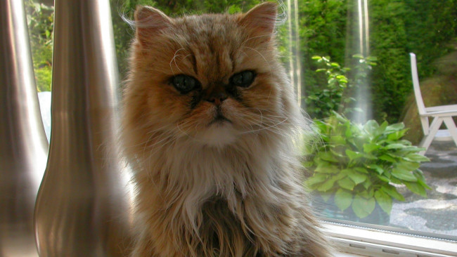 Обои картинки фото животные, коты, кошка