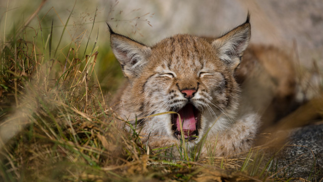 Обои картинки фото животные, рыси, животное, окрас, рысь, ушки, шерсть, кисточки