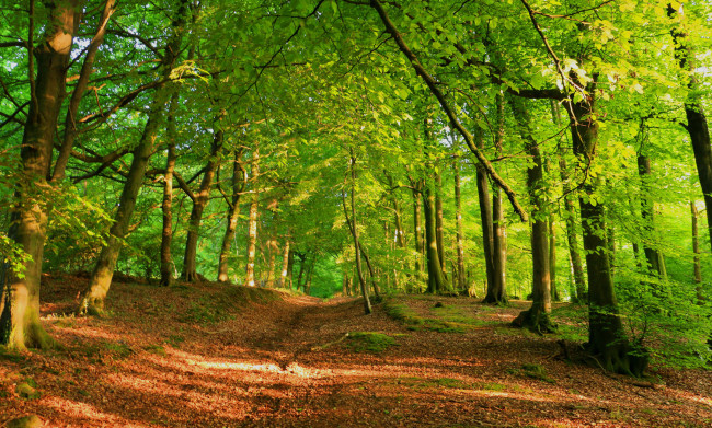 Обои картинки фото природа, дороги, тракт