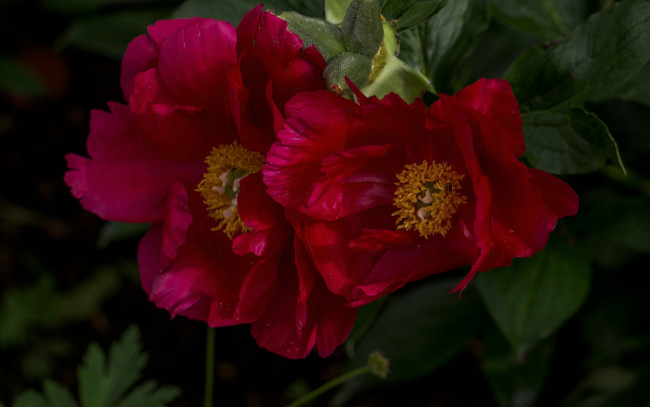 Обои картинки фото цветы, пионы, макро, лепестки