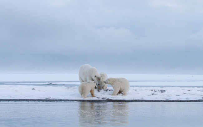 Обои картинки фото животные, медведи, пейзаж, дикая, медвежонок, берег, компания, вода, занятие, белая, четыре, снег, мать, медвежата, арктика, детеныши, медведица, водоем