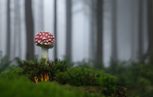 Обои картинки фото природа, грибы,  мухомор, опасен, трава, рост, мухомор