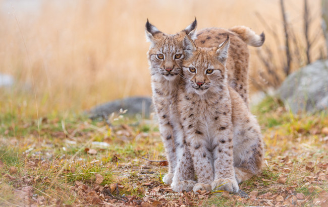 Обои картинки фото животные, рыси, малыш, детеныш, рысь, отдых, взгляд, трава, окрас