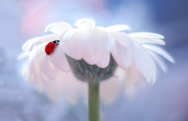 Обои картинки фото животные, божьи коровки, фон, одуванчик, окрас, божья, коровка, боке