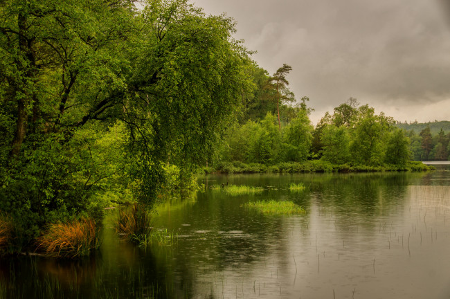 Обои картинки фото природа, реки, озера, лес, река