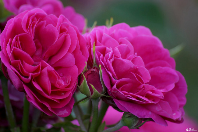 Обои картинки фото цветы, розы, цвет, цветение, лепестки, роза