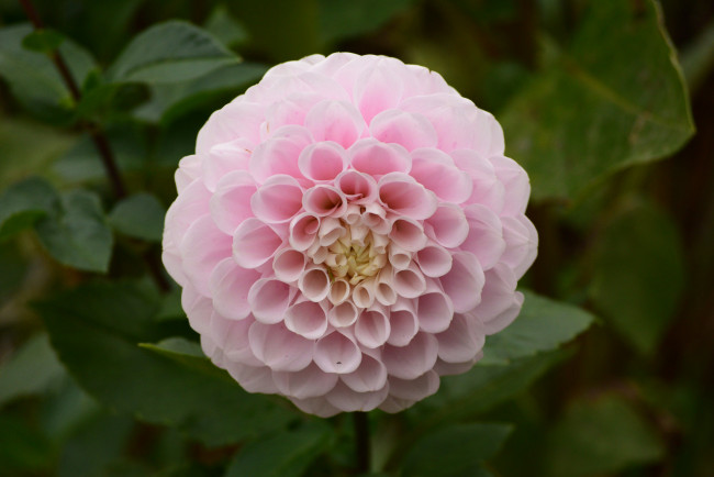 Обои картинки фото цветы, хризантемы, цвет, лепестки, цветение, хризантема