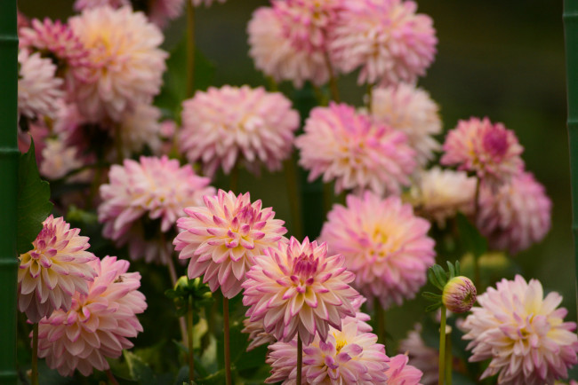 Обои картинки фото цветы, хризантемы, хризантема, красота, цвет, лепестки, цветение