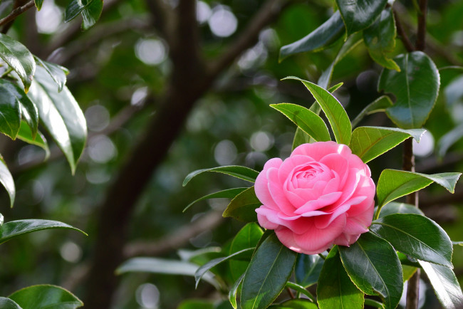 Обои картинки фото цветы, камелии, лепестки, кустарник, цветение, камелия, цвет