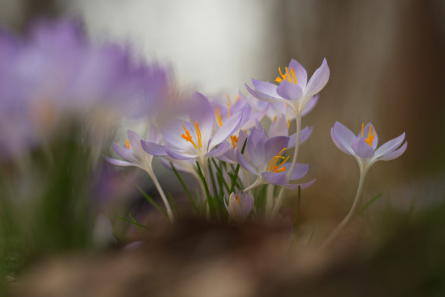 Обои картинки фото цветы, крокусы, цветение, лепестки, цвет, фон