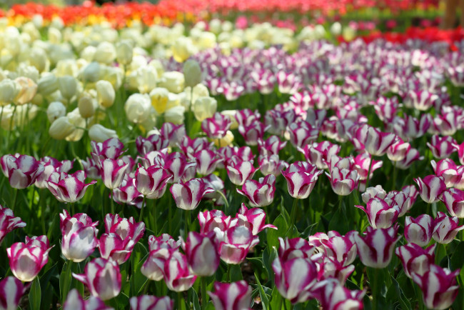 Обои картинки фото цветы, тюльпаны, цвет, цветение