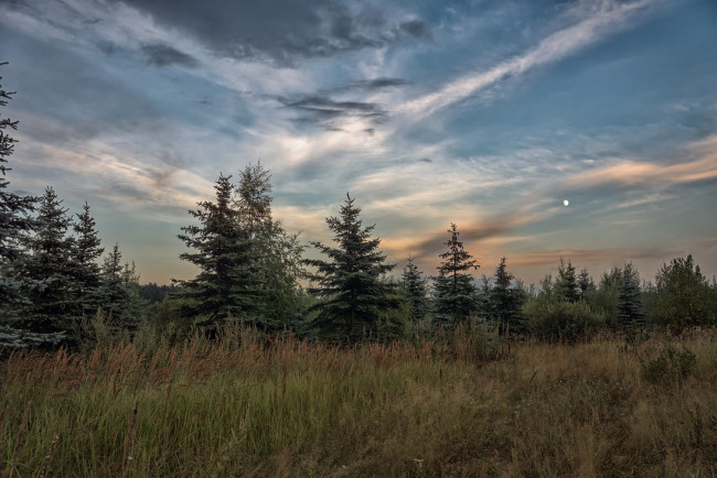 Обои картинки фото природа, лес, деревья