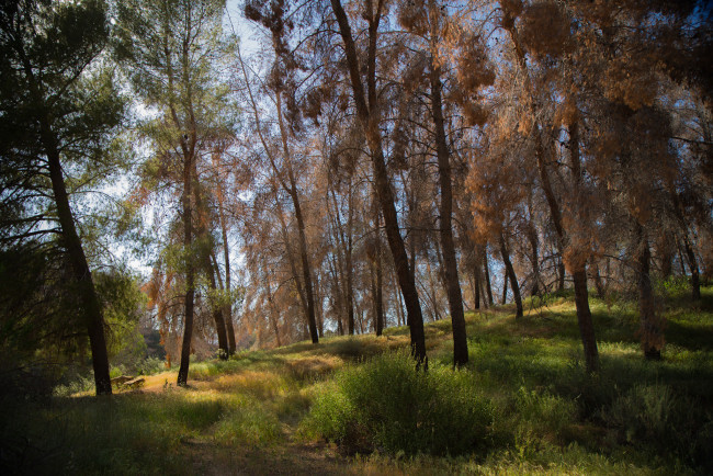 Обои картинки фото природа, лес, деревья