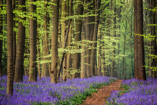 Обои картинки фото природа, тропики, листья, тропинка, деревья, цветы, луг, лес