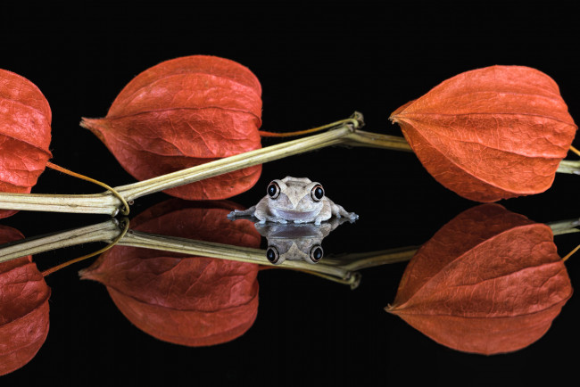 Обои картинки фото животные, лягушки, боке, фон, взгляд, милашка, лягушка