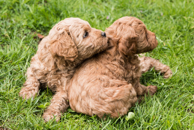 Обои картинки фото животные, собаки, щенки, порода, малыши