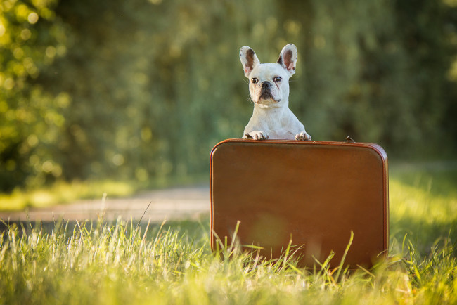 Обои картинки фото животные, собаки, собака, французский, бульдог, трава, кейс