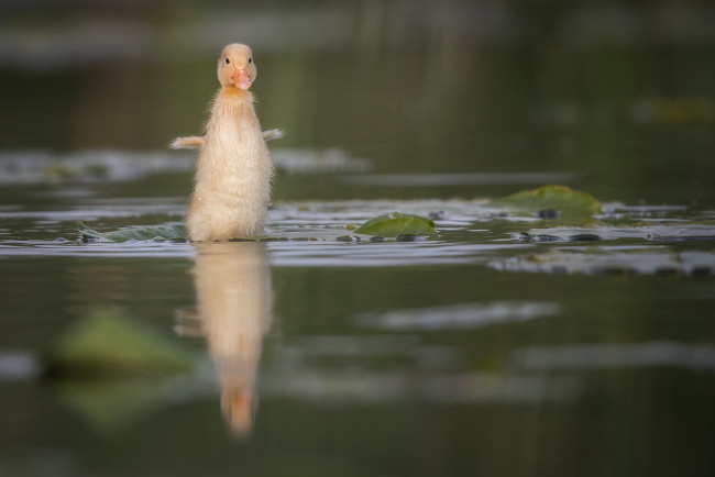 Обои картинки фото животные, утки, плывет, вода, утка, размах, крылья