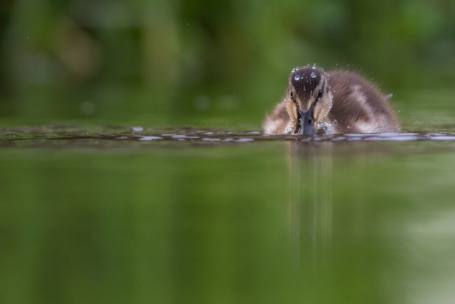 Обои картинки фото животные, утки, река, плывет, вода, детеныш, утка