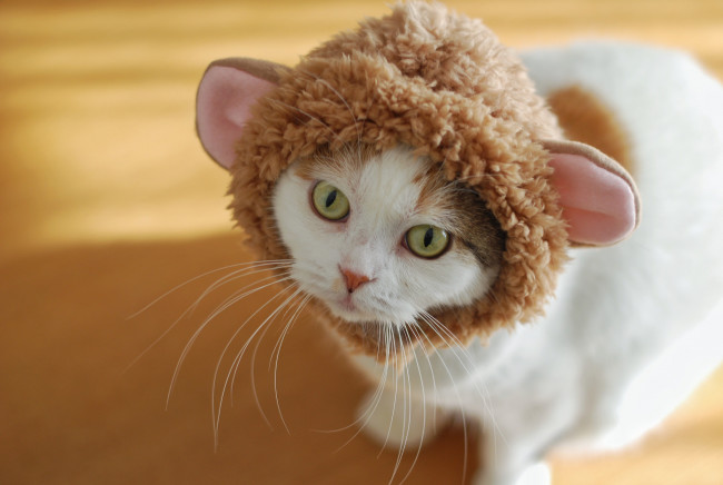 Обои картинки фото животные, коты, окрас, усы, киса