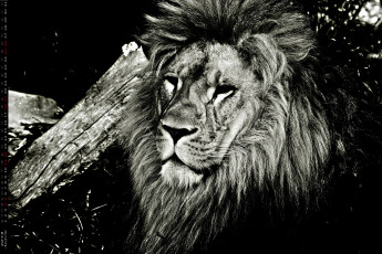 обоя календари, животные, морда, лев, взгляд