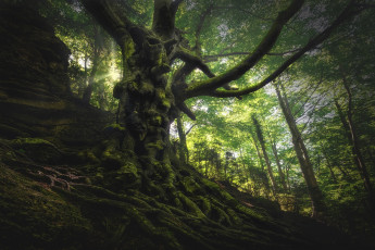 Картинка природа лес простор