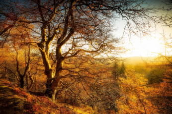 Картинка природа деревья простор