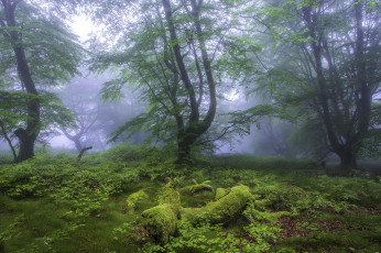 Картинка природа лес простор