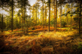 Картинка природа лес простор