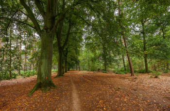 Картинка природа парк простор