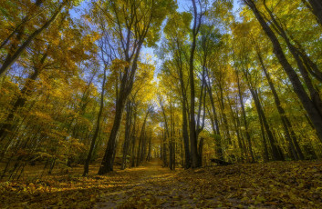 Картинка природа лес простор