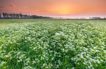 Картинка природа поля простор