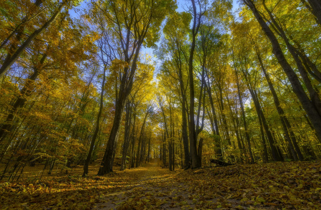 Обои картинки фото природа, лес, простор