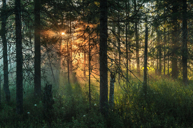 Обои картинки фото природа, лес, простор