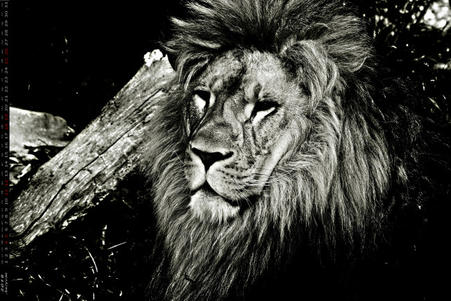 Обои картинки фото календари, животные, морда, лев, взгляд