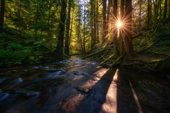 Обои картинки фото природа, лес, простор