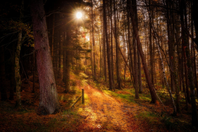 Обои картинки фото природа, лес, простор