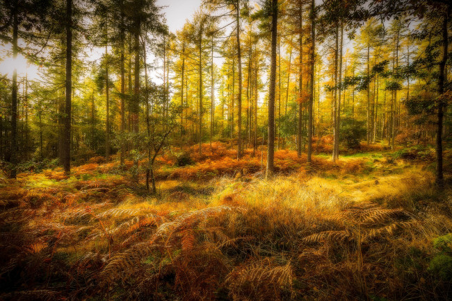 Обои картинки фото природа, лес, простор