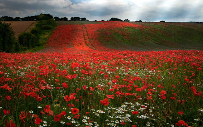 Обои картинки фото природа, луга, мак, луг, ромашки