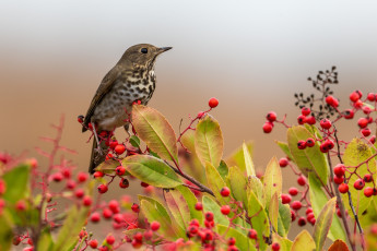 Картинка животные птицы птичка