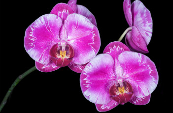 Картинка цветы орхидеи экзотика макро