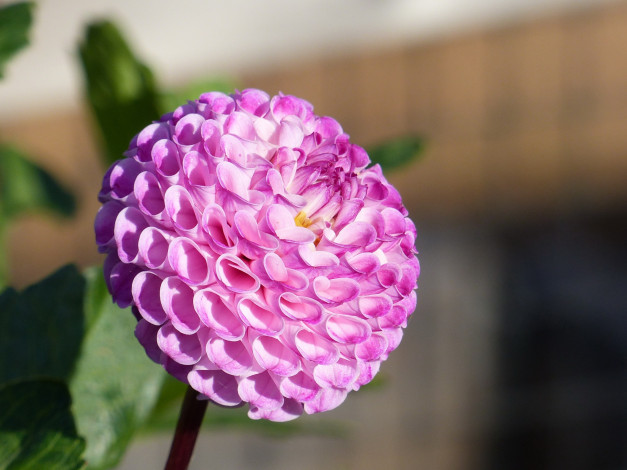 Обои картинки фото цветы, георгины, розовый, георгин, макро