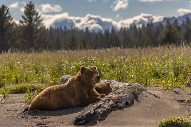 Обои картинки фото животные, медведи, медведь