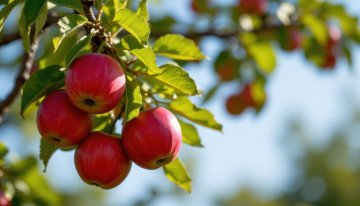 Картинка 3д+графика природа+ nature яблоня ветка яблоки