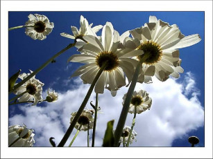 Картинка цветы ромашки