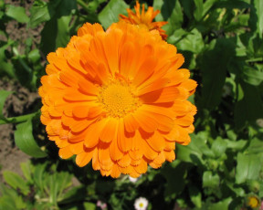 Картинка цветы календула