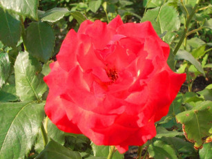 Картинка цветы розы