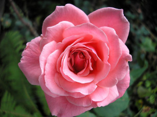 Картинка цветы розы