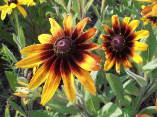 Картинка цветы рудбекия