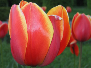 Картинка цветы тюльпаны